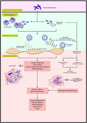 Frontiers | Myocardial fibrosis in rheumatic heart disease: emerging